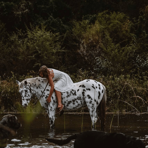 Train your horse to be more confident, South Africa