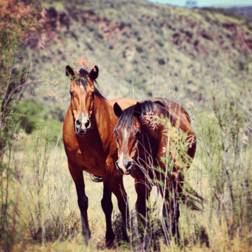 Horses of Holistic Horse Academy