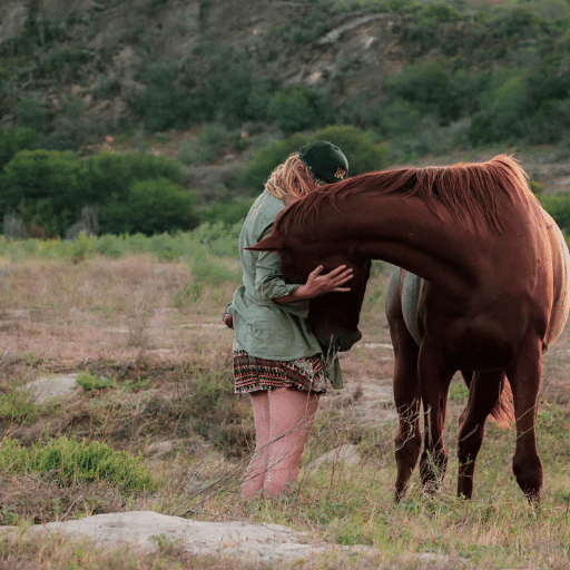 The Holistic Horse Academy Herd