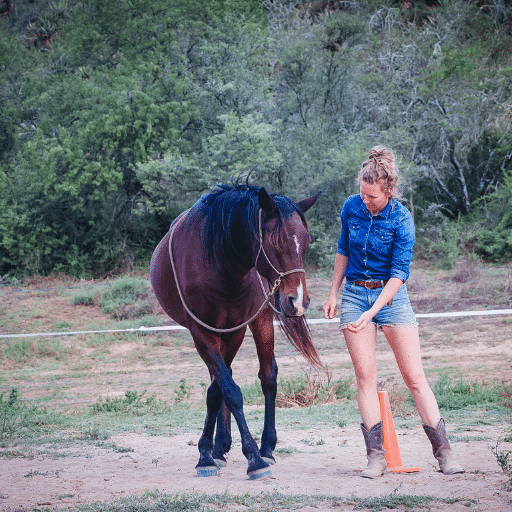 The Holistic Horse Academy Herd, Garden Route