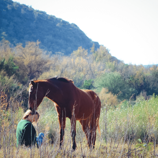 The Holistic Horse Academy Herd, Healing with Horses