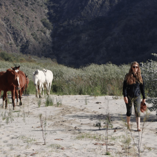 Equine Training on The Go