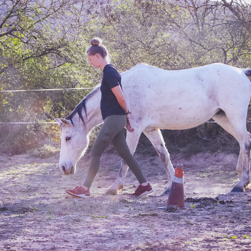 The Holistic Horse Academy Herd, Horsemanship Programmes