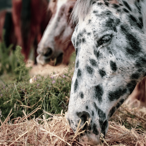 The Holistic Horse Academy Herd, Inner Child Work with horses