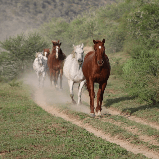 OTTB training and rehabilitation Garden Route South Africa