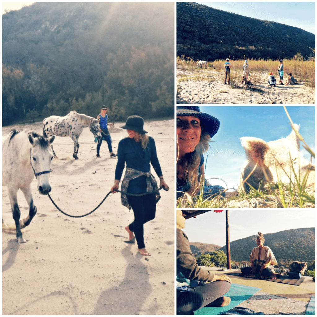 Experience horses through authentic connection, holistic practices in Garden Route, Cape Town, South Africa. Learn through wellness.