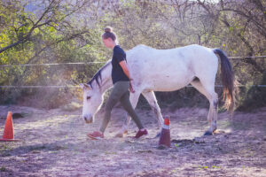 Pricing & details for the Apprenticeship programs at Holistic Horse Farm & Academy in South Africa's Garden Route. This the options are 2 week to 12 month programs, a application-only program offers a reduced fee Apprentices receive direct coaching, accommodation in a private room or glamping tent with shared self-catering kitchen, and certification upon completion. This pathway offers a more accessible, earned route into trauma-informed, autonomy-based equine work for committed, serious students.
