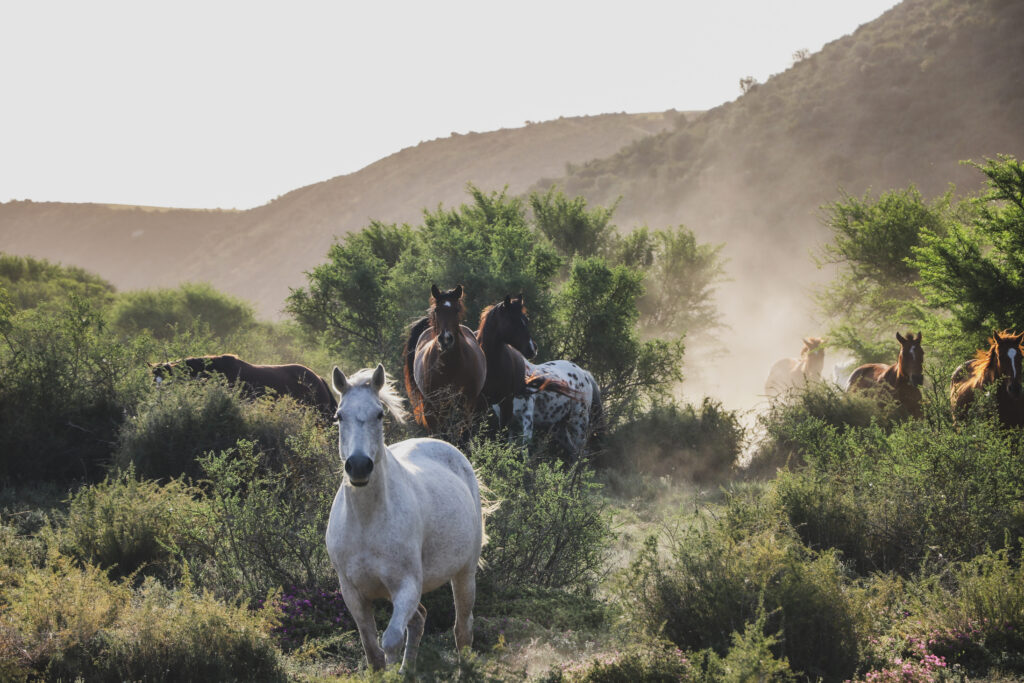 Horses grazing freely across green valley at an equine-assisted apprenticeship farm in South Africa's Garden Route
