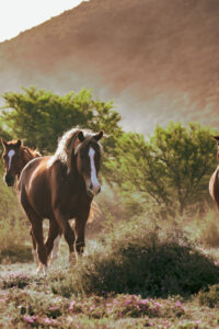 Free-roaming herd of horses moving across wild valley terrain at Holistic Horse Farm & Academy, Garden Route South Africa